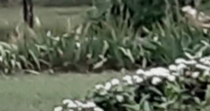 Sereno Farms